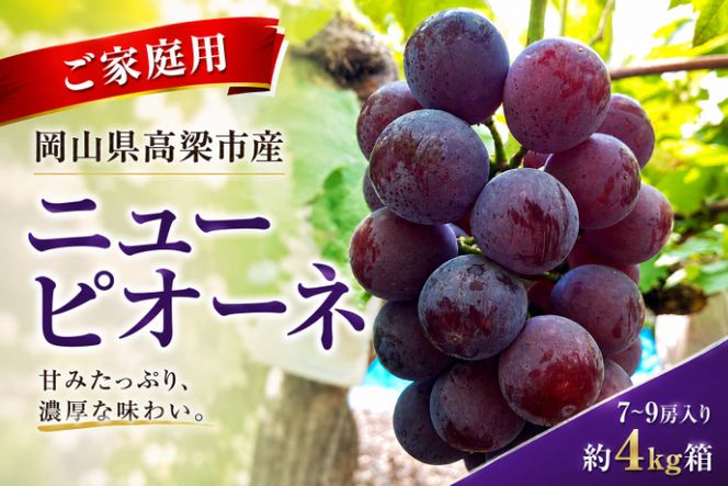 ニューピオーネ7～9房入り 約4kg コンテナ茶箱 ご家庭用 岡山県高梁市産