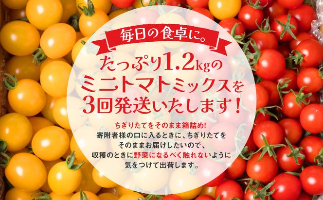 【定期便3回】 ミニトマト (ミックス) 1.2kg×3回 八代市産 宮島農園 とまと 野菜