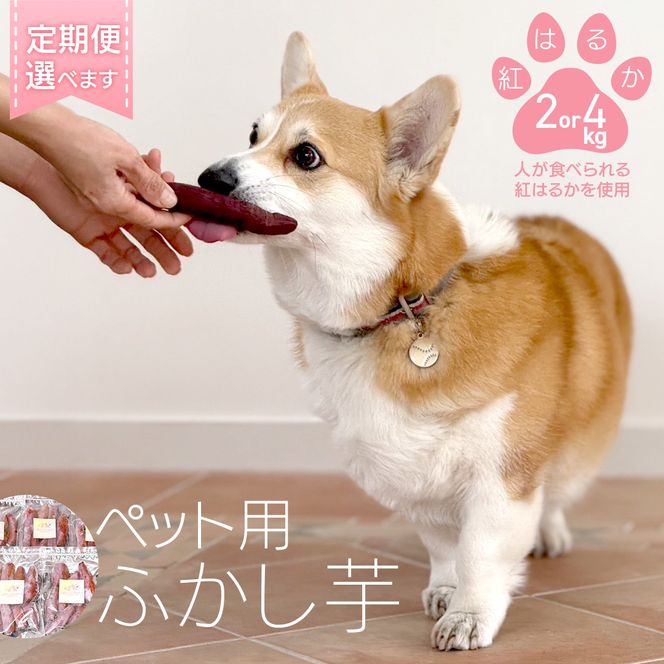 【選べる回数 / 内容量】ペットおやつ ペット用 ふかし芋 小芋 紅はるか 2kg 4kg ペット 芋 いも おやつ 動物 ペットフード 犬 猫 間食 ヘルシー オヤツ ふるさと納税 定期便 3ヵ月 6ヵ月 12ヵ月