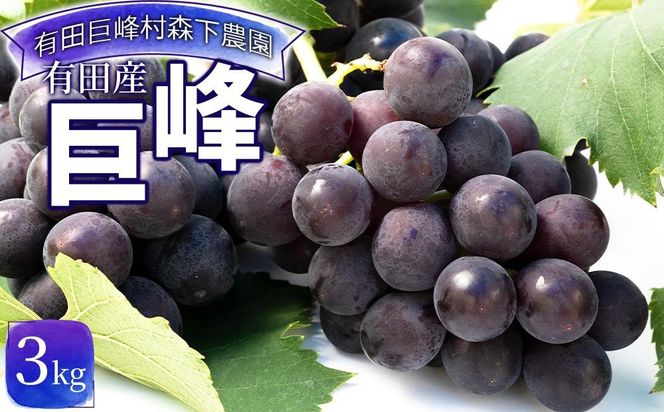 【先行予約】有田産 巨峰 約 3kg 有田 巨峰村 森下農園 ぶどう 送料無料 フルーツ★2026年8月下旬から順次発送 AE01
