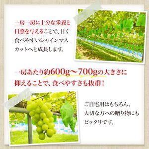 【先行予約】 [訳あり]  シャインマスカット 2房 計1kg～1.2kg（1房 500～600g）＜出荷時期：2026年10月上旬～10月中旬ごろ＞【数量限定 期間限定 果物 果物類 フルーツ ぶどう ブドウ 葡萄 マスカット 秋田 にかほ】