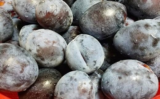 長野県産 旬のプルーン 約2kg ［小布施屋］ 生プルーン 果物 フルーツ 令和7年産 【2025年8月上旬～9月発送】 ［A-219］