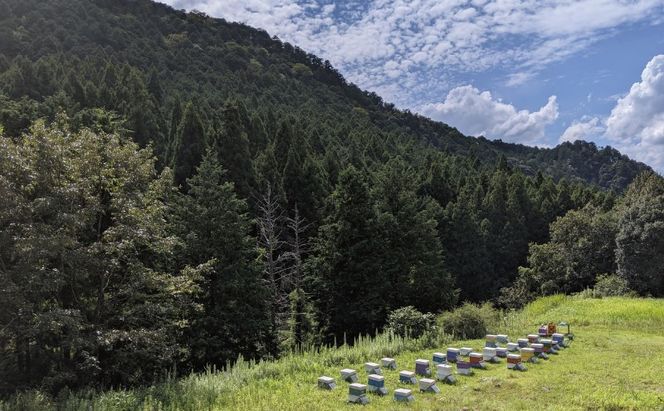 合計530g 天然蜂蜜 国産蜂蜜 非加熱 生はちみつ 岐阜県 美濃市産 春 (蜂蜜230g入りガラス瓶1本,蜂蜜300g入りピタッとボトル1本のセット)A13 深田養蜂のハチミツ