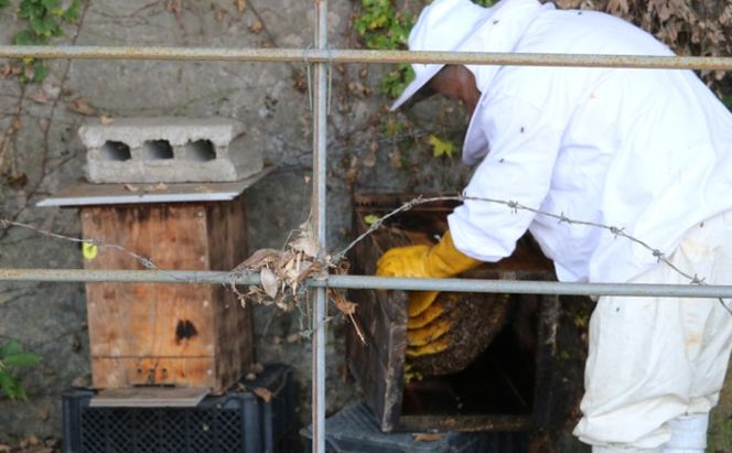 はちみつ 無添加 非加熱 希少 球磨産  地蜂蜜 1kg ハチミツ 