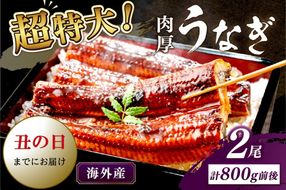 【7月18～20日配送】超特大！ふっくら肉厚！うなぎ蒲焼 2尾 合計800g前後　YK00403_01