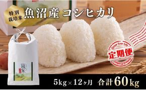 12カ月定期便【特別栽培米】頂米金兵衛 魚沼産コシヒカリ（精米）5kg お米 コメ 