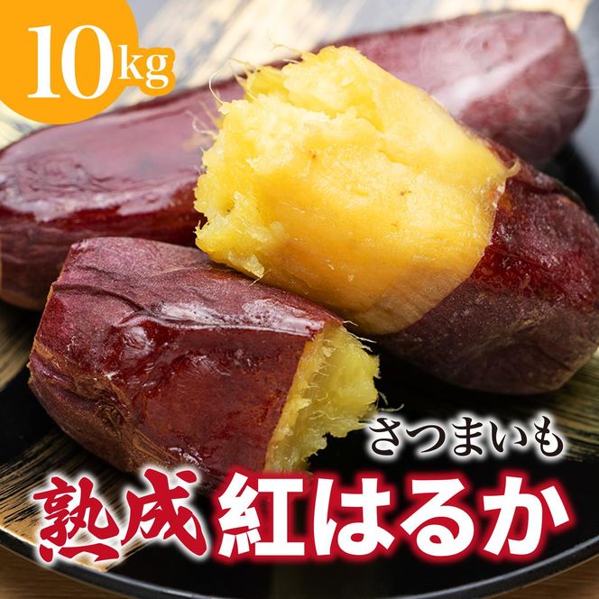 【先行予約】 にかほ市 象潟町 大須郷産「 さつまいも 2ヶ月 熟成 紅はるか 10kg 」【 産地直送 国産 芋 おいも 定番 焼き芋 イモ 野菜 長期熟成 秋田県 にかほ】