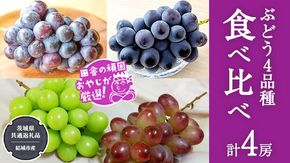 ぶどう 4品種 食べ比べ（各１房ずつ）【2025年8月より発送開始】（茨城県共通返礼品 [ぶどう]：結城市産）  ブドウ 葡萄 果物 フルーツ 茨城県産 [BI452-NT]