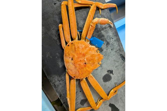 板前仕立て 松葉蟹の甲羅盛り 2個　EK00014