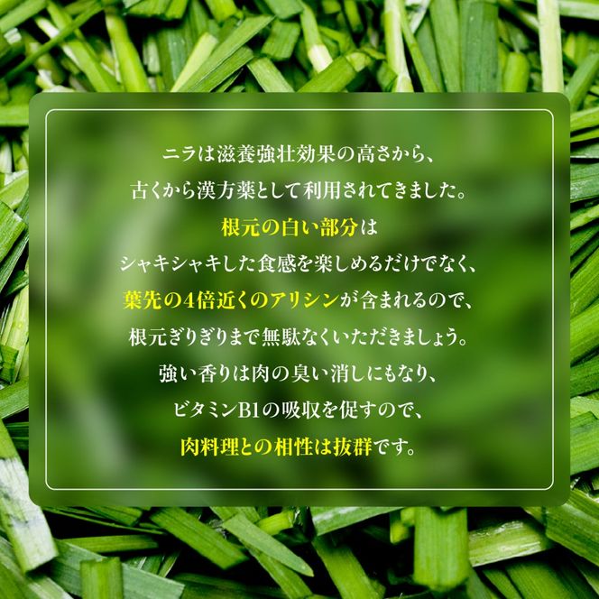 【先行予約】【11月から発送】肉厚・シャキシャキ! 朝採れ鮮度抜群! 布施さん家のニラ 1kg(100g×10束) SMBY001