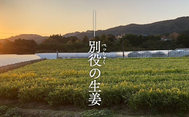 生姜 10kg 香南市産 別役の生姜 - しょうが ショウガ ジンジャー 薬味 調味料 国産 株式会社べっちゃく 高知県 香南市 bc-0028