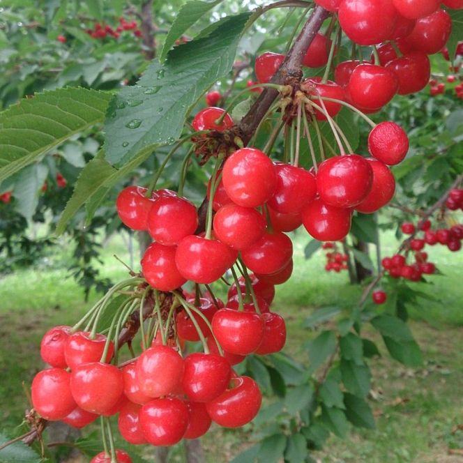先行受付 北海道 仁木町産 さくらんぼ 佐藤錦 700g (350g×2) ML以上  旬の果物 サクランボ チェリー フルーツ 果物 果物類 仁木町 仁木 [伊賀農園]