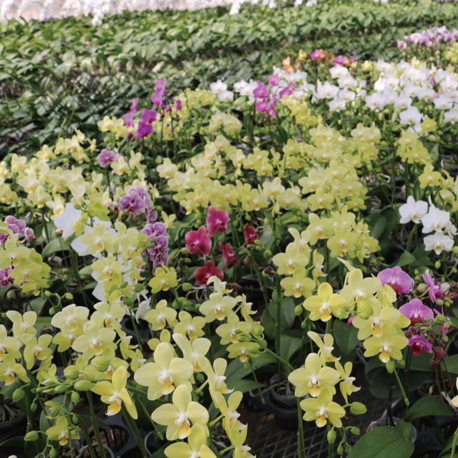 おまかせミニ胡蝶蘭（2本寄せ14輪以上）【陶器鉢】【お花 花 コチョウラン 胡蝶蘭 蘭 贈り物 プレゼント 誕生日 お祝い 誕生日 母の日 父の日 敬老の日 鹿嶋市 茨城県】（KAR-4）