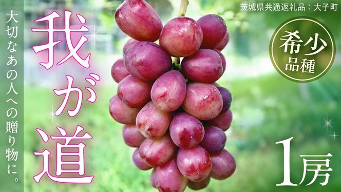 y錧vsz䂪 P[y2026N9{Jnz(錧ʕԗiFq) VC}XJbg ECN  uhE Ԃǂ ʕ t[c  Vi