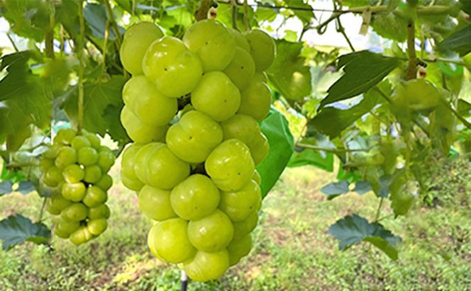 厳選 瀬戸ジャイアンツ 2房 合計1.1kg以上 産地直送 朝採れ ぶどう 葡萄 Kawahara Green Farm 岡山県産 2026年 先行予約