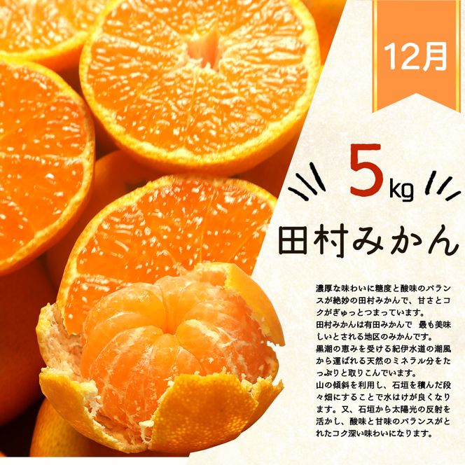 G60-T74_【定期便 全3回】紀州和歌山産旬の柑橘セット（田村みかん・はるみ・不知火）