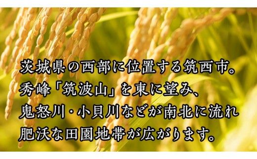 【 定期便 3ヶ月】 茨城県筑西市産 コシヒカリ5kg 三ツ星 マイスター 米 コメ こしひかり 定期便3回 15kg 茨城県 単一米 精米 新生活 応援 [CH005ci]