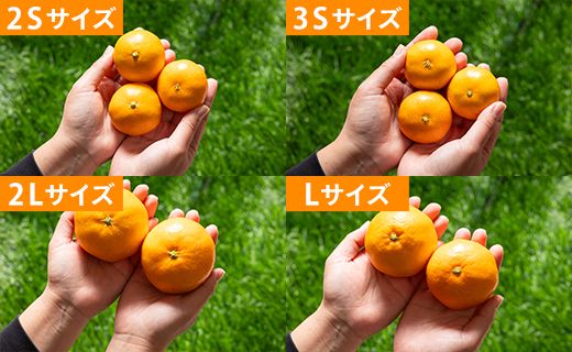 山北みかん 小玉サイズ(2S,3Sサイズ) 3kg 約35～50個入り 甘い - 果物 フルーツ 柑橘類 温州みかん ミカン 蜜柑 甘い おいしい 美味しい 山北みらい 高知県 香南市 yk-0064