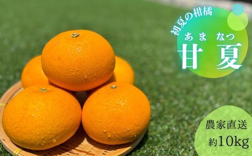 144.甘夏（約10kg）(A144-1)