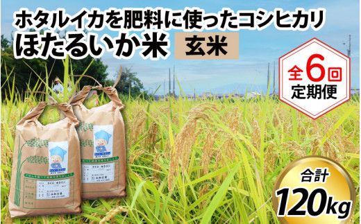ほたるいか米（玄米20kg）×6回 計120kg【6ヶ月定期便】