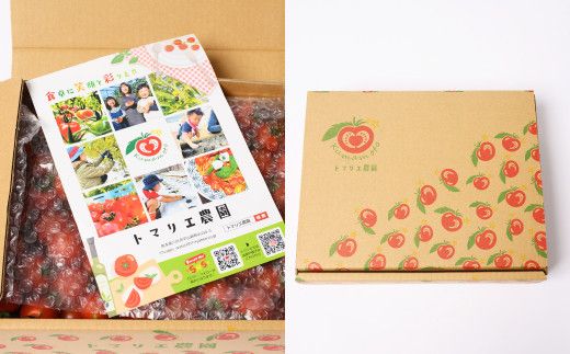 【先行予約】 【定期便3回】 野菜ソムリエ 岡田健志郎が育てた　ミニトマト 3kg以上 トマト とまと 新鮮 サラダ 野菜 やさい 特産品 熊本県 八代市 【2026年12月上旬より順次発送】