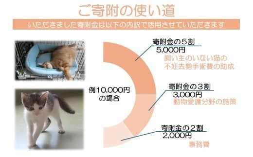 K012 飼い主のいない猫の不妊去勢手術支援～不幸な命を増やさないために～