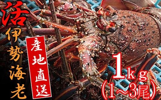 【捌き方レシピ・軍手付き】活きイセエビ漁師直送！！１kg以上（1～3尾、2～3人前） 伊勢エビ 伊勢海老 えび 産地直送 送料無料 エビフライ 刺身 高知県 室戸市