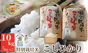 【C-546】【令和6年産　新米】よこいファーム 特別栽培米コシヒカリＡ　10kg（5kg×2） ［高島屋選定品］
