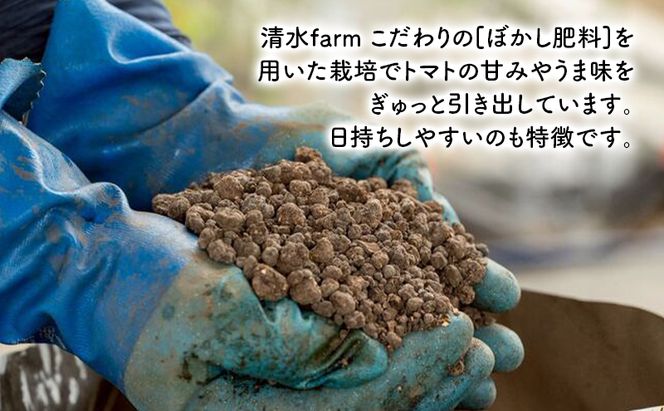 【2026年7月～発送】訳あり 富良野産 採れたて直送! ミニトマト キャロル10 【約3kg】 (清水farm) トマト ミニトマト とまと 野菜 新鮮 甘い 季節限定 北海道 富良野 ふらの