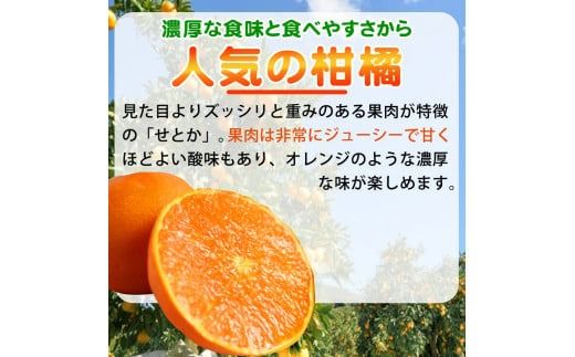 とろける食感 ジューシー柑橘 せとか 約2.5kg みかん 蜜柑 柑橘 オレンジ 果物 フルーツ 国産 和歌山県広川町 ※2027年1月下旬頃〜2027年2月上旬頃に順次発送予定【uot789A】