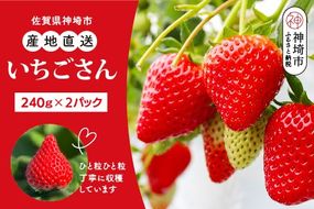 【令和7年12月中旬より発送】【農家直送】いちごさん240g×2パック【佐賀県産 国産 人気 いちご おいしい スイーツ 果物 ブランド】(H124101)