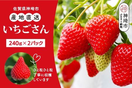 【令和7年12月中旬より発送】【農家直送】いちごさん240g×2パック【佐賀県産 国産 人気 いちご おいしい スイーツ 果物 ブランド】(H124101)