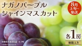 【 桐箱入り 】 ナガノパープル と シャインマスカット (各１房)【2026年8月上旬発送開始】(茨城県共通返礼品：大子町) ぶどう 葡萄 マスカット フルーツ 果物 贈答用 ギフト 贈り物