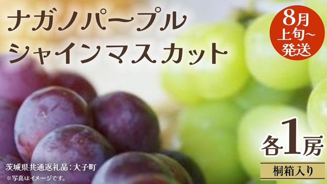 【 桐箱入り 】 ナガノパープル と シャインマスカット (各１房)【2026年8月上旬発送開始】(茨城県共通返礼品：大子町) ぶどう 葡萄 マスカット フルーツ 果物 贈答用 ギフト 贈り物
