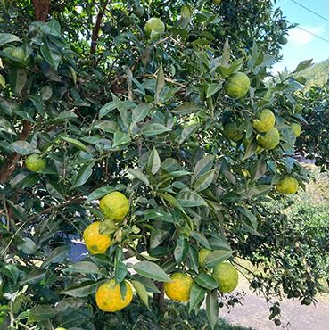 愛媛県鬼北町産ゆず　約5kg【 果物 柑橘 国産 日本産 香りが強い 良質なゆず ゆずの里 産地直送 ゆずジャム ゆず茶 】※2024年10月中旬～11月下旬頃に順次発送予定