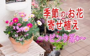 季節のお花寄せ植え(赤・ピンク系) 植物 