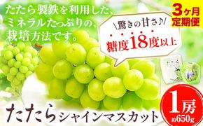 【先行予約】 【3回定期便】マスカット シャインマスカット 1房(約650g)《2026年8月下旬-10月下旬頃出荷予定》たたらみねらる ギフト 糖度18度以上 フルーツ 種無し ぶどう 葡 Y&G．ディストリビューター 岡山県 笠岡市 定期便---Y-03---
