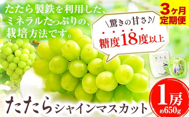 【令和7年度産先行予約】 【3回定期便】マスカット シャインマスカット 1房(約650g)《8月下旬-10月下旬頃出荷》たたらみねらる ギフト 糖度18度以上 フルーツ 種無し ぶどう 葡 Y&G．ディストリビューター 岡山県 笠岡市 定期便---Y-03---