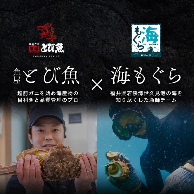 期間限定 剣先イカ 3～6杯 セット 詰め合わせ スミ抜き 冷凍 白イカ イカ 烏賊 いか 魚介 魚介類 海鮮 海鮮セット 限定 福井 福井県 若狭町