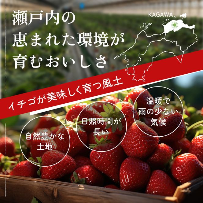 いちご さぬきひめ 訳あり 香川県オリジナル品種 1.2kg 不揃い 小粒 加工用 ジャム スムージー ソース スイーツ 苺 さぬき姫 ストロベリー フルーツ 果物 くだもの 冷蔵 お取り寄せ 五色青果 香川県 東かがわ市 46312611