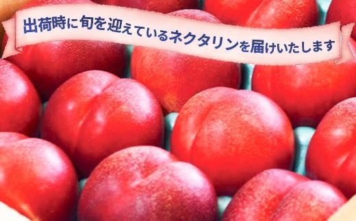 信州須坂の桃 旬のネクタリン 特秀品 約3kg (約11～20玉) 《黒岩果樹園》■2025年発送■※7月上旬頃～9月上旬頃まで順次発送予定