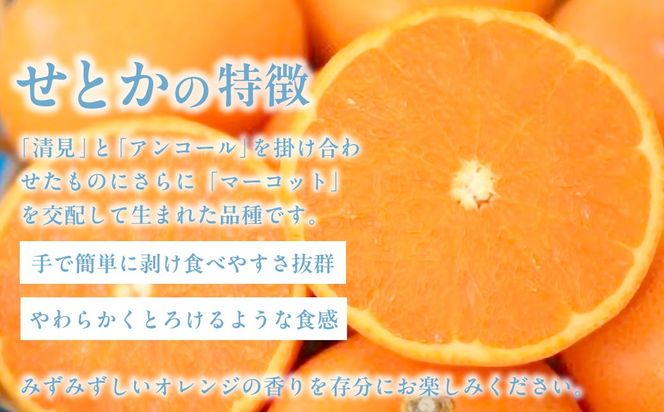 yQɕzys\zyƒpzƂ 5kg ւ̔zsi2026N3菇j IKTAB001