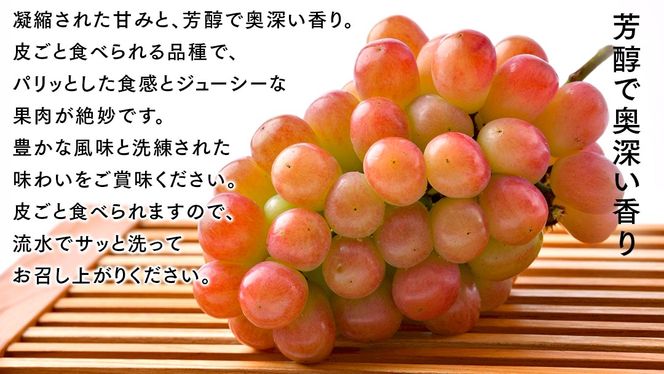我が道 5kg （8～12房）【2026年9月より発送開始】（茨城県共通返礼品 [ぶどう]：結城市産） 葡萄 赤ぶどう 旬 お取り寄せ フルーツ 希少品種 新品種 デザート