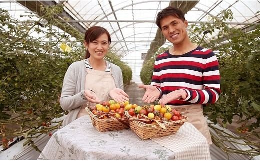 【先行受付】2026年11月から発送【お試し】まるでトマトの宝石箱！ジュエリートマト 約700g（11月～2月発送）　長田農園 産地直送 トマト とまと 野菜 やさい フルーツ サラダ 濃厚 甘い ご褒美 プレゼント 美容 健康 リピート多数 人気 高評価 先行受付 数量限定 碧南市　H004-184_Nov