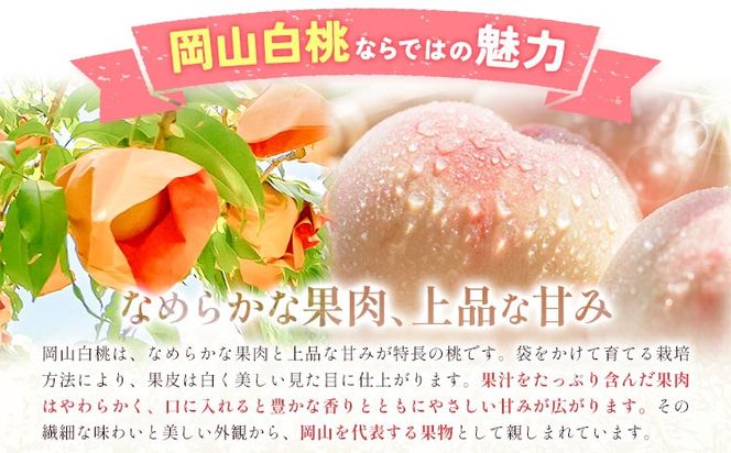 【2027年発送先行予約】ご家庭用 岡山の白桃（ 晩生種 ）約 1.5kg 5～6玉 《2027年8月上旬-8月下旬頃出荷》 晴れの国おかやま館 (つむぐ株式会社) フルーツ 果物 果実 桃 白桃 岡山県 笠岡市【配送不可地域：離島】---H-102---
