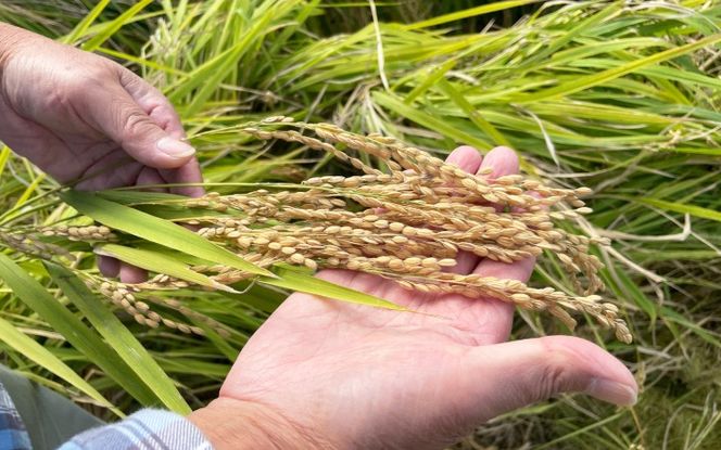 【辰馬本家酒造】惺窩の郷 純米大吟醸 720ml