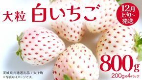白いちご 大粒 200ｇ（8～12粒）×4パック【2025年12月上旬発送開始】(茨城県共通返礼品：大子町) いちご 苺 果物 フルーツ 果実
