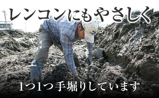 ＼毎年8月中旬より順次発送／  レンコンSEIMEI 5kg レンコン 蓮根 根菜 野菜/株式会社水谷グルッポ [AEBX002]