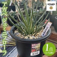 鹿嶋市産アガベ！　ジェミニフローラ　５号鉢【アガベ ジェミニフローラ多肉植物 鉢 数量限定 ツインフラワード 茨城県 鹿嶋市 20000円以内】（KCP-10）