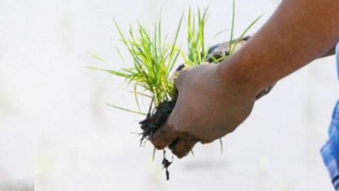 玄米 百笑米 「 瑞の穫 」 特別栽培 ミルキークイーン 25kg R7年産 米 コメ 茨城県 単一米 [AC017ci]